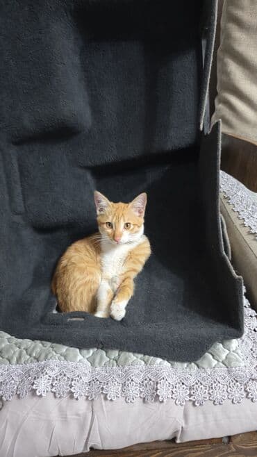 домик для котенка: Беспородная, 2 месяца, Девочка, Черный, Приучена к лотку — 6