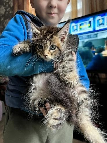 коты белый: Мейн-кун, 2 месяца, Девочка, Приучена к лотку, Проглистована, С документами — 3