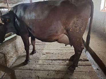 шведский карова: Продаю | Корова (самка) | Для молока — 3