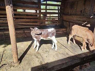 продам телят бычков: Продаю | Музоо, торпок | Алатауская, Симментальская | На откорм | Искусственник — 4