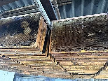 спальный мешок советский: Пчеловодческие рамки с сотами (деревянные) - Размер: стандарт под — 2