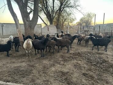 купить породистую кошку: Продаю | Овца (самка) | Для разведения | Матка — 3