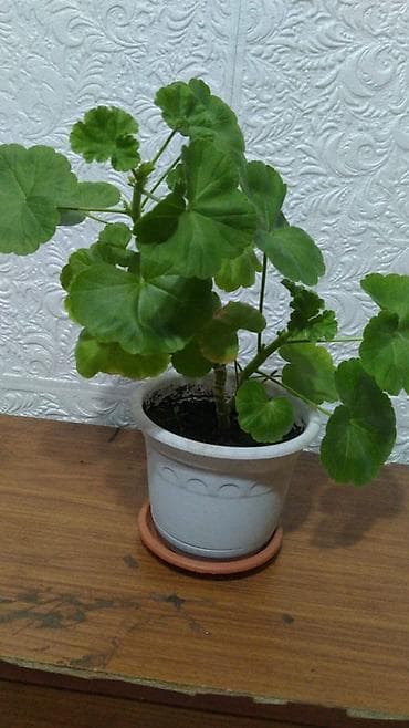 растения комнатные: Герань (пеларгония) в горшке - Домашнее комнатное растение с крупными — 1