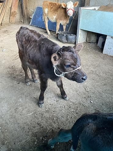 инкубационный яйцо бройлера: Продаю | Музоо, торпок | На откорм | Привязанные — 6