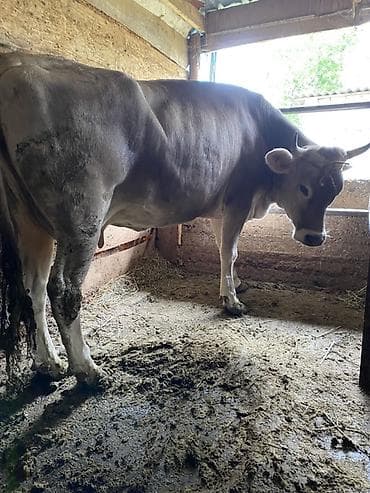 глубоко стельная корова: Продаю | Корова (самка) — 2