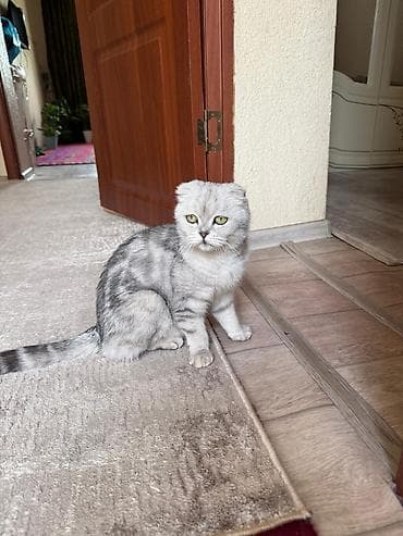 рыжие котята: Чистокровные Шотландские вислоухие котята (скоттиш-фолд) Девочка и — 5