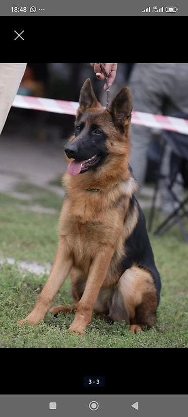 собака даберман: Немецкая овчарка, 2 месяца, Самка — 5