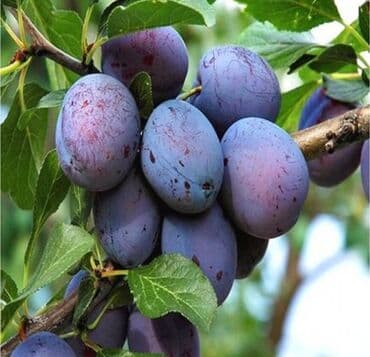 ежемалина саженцы: Саженцы сливы (вероятно, синеплодные сорта венгерского типа) - Тип — 2