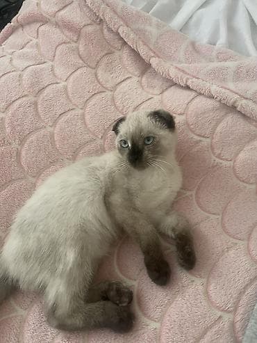 для скота: Котёнок с колор-пойнт окрасом и голубыми глазами. Ушки аккуратно — 2