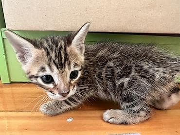 малинкий кошка: Бенгальские котята 2 месяца с редким ярким рисунком - Окрас — 1