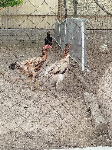 драбилка кду 2: Дакан мекиштер сатылат активный алмашу жолдору бар адрес Заря Тынчтык — 2