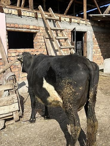 драбилка кду 2: Сатам | Уй (ургаачы) | Сүт алуу үчүн | Байланган — 1