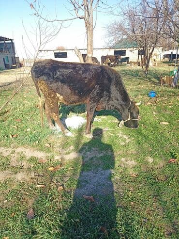 кормовой сабиз: Продаю | Корова (самка) | На откорм | Привязанные — 6