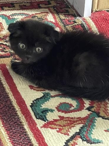 black cat: Девочка 
Вислоухая — 1