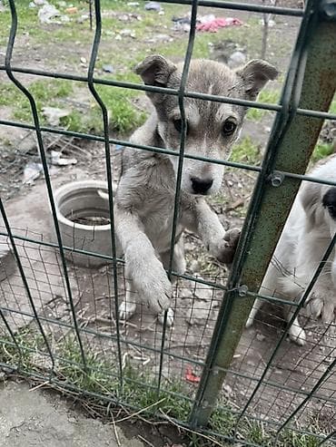 котята каракол: Щенок метис отдам в добрые руки - Возраст: примерно 2–4 месяца (по — 1