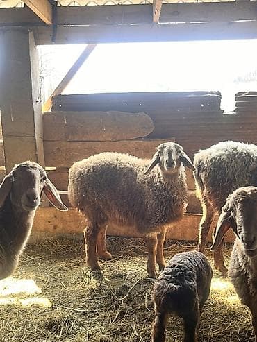 рыбы купить: Продаю | Овца (самка) | Для разведения | Матка — 6