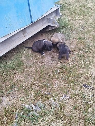 собака токмок: Собака даром: 1 месяц, Самец — 2