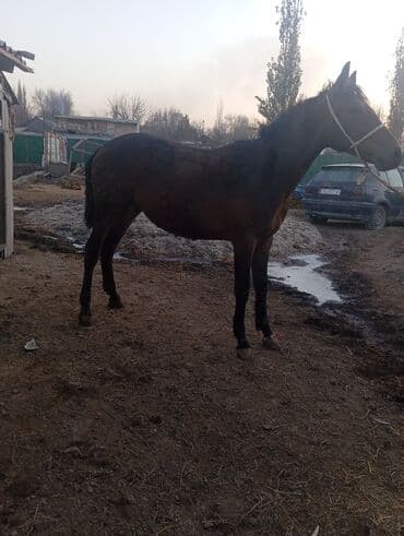 пудель карликовый цена: Продаю | Жеребец | Рабочий — 4