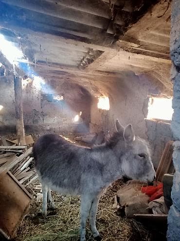 лошадь белый: Осёл серый, небольшого роста, с густой шерстью. Спокойный характер — 4