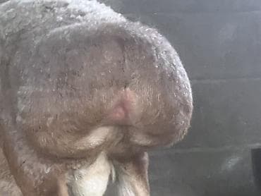 кролик нзб: Продаю | Баран (самец) | Для разведения | Племенные — 2