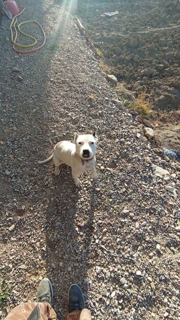 Питбуль, 6 месяцев, Самец, С прививкой at lalafo.kg Питбуль, 6 месяцев, Самец, С прививкой