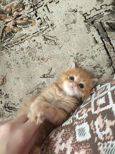 Продажа кошек: Невероятно красивый рыжий котенок возрастом 6 недель ищет любящих — 2
