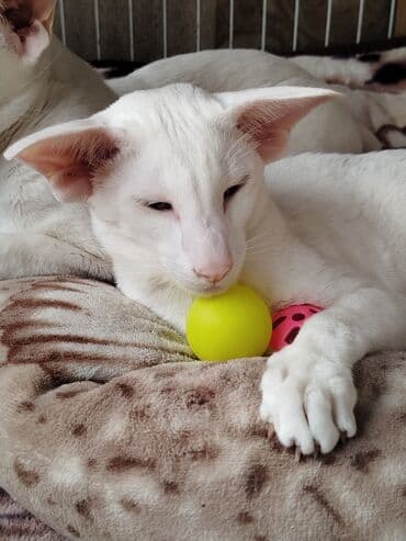 наполнители для кошек: Ориентальная, 7 месяцев, Мальчик, Белый, Приучена к лотку, Проглистована, С документами — 8
