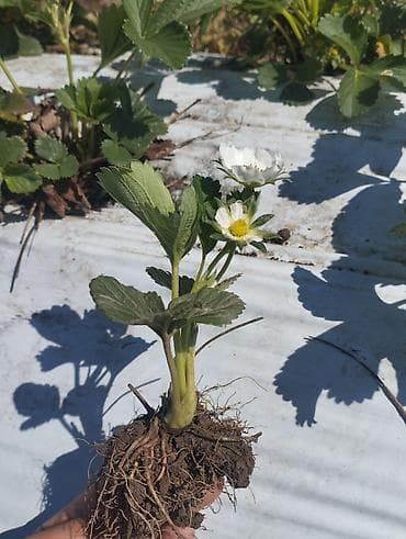 детский развив коврик: Рассада клубники (садовой земляники) с открытой корневой системой. - — 2