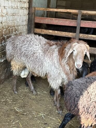 продажа щенков немецкой овчарки с документами в бишкеке: Продаю | Баран (самец) | Гиссарская | Для разведения | Племенные — 1