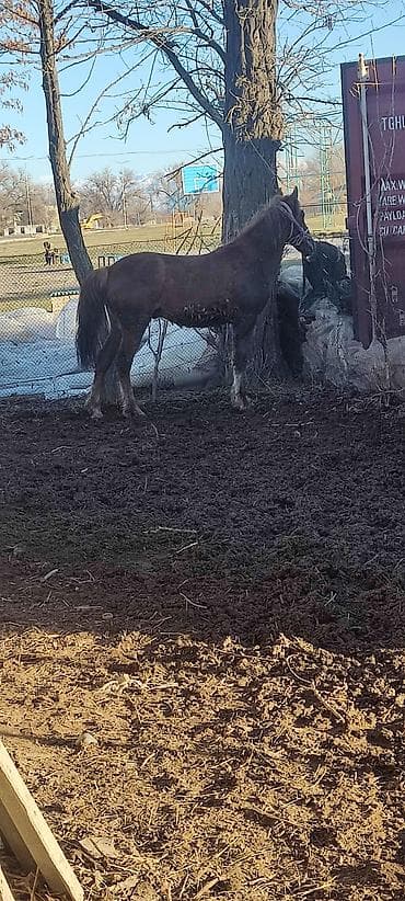 бычок 1 5: Продаю | Жеребец | На забой — 5