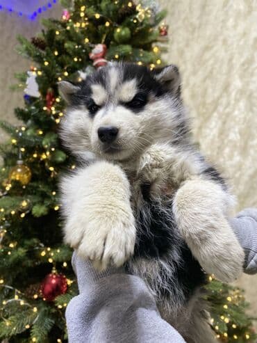 где продают собак: Хаски, 2 месяца, Самец, С прививкой — 1
