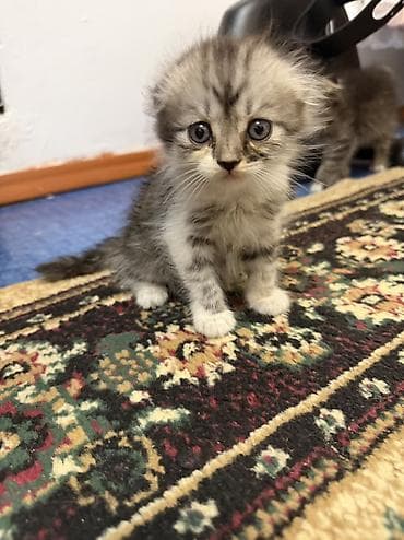 Скотиш Фолд (Шотландская вислоухая), 1 месяц, Девочка, Приучена к лотку at lalafo.kg Скотиш Фолд (Шотландская вислоухая), 1 месяц, Девочка, Приучена к лотку