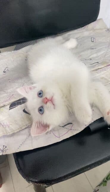 вентилятор для котла с автоматикой: Кошка даром: Беспородная, 1 месяц, Девочка, Приучена к лотку — 1