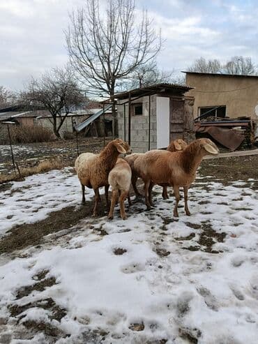 собаки авчарка: Продаю | Овца (самка) | На забой | Матка — 4