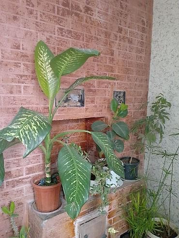 Каланхоэ: Джалал абад — 8