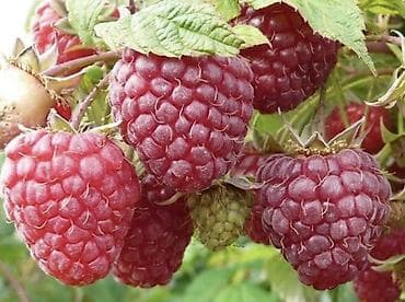 текстура мишок: Продается саженцы элитный сорт малины ХЕРИТЕЙДЖ. Ремонтантная — 6