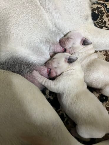 сколько стоит собака золотистый ретривер: Щенки лабрадора ретривера, светлого (кремового) окраса. - На фото — — 4