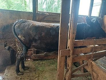 А/ч жаныбарларын сатам: Сатам | Уй (ургаачы), Бука (эркек) | Союуга, Көбөйтүү үчүн, Сүт алуу үчүн | Төл болгон жок — 1