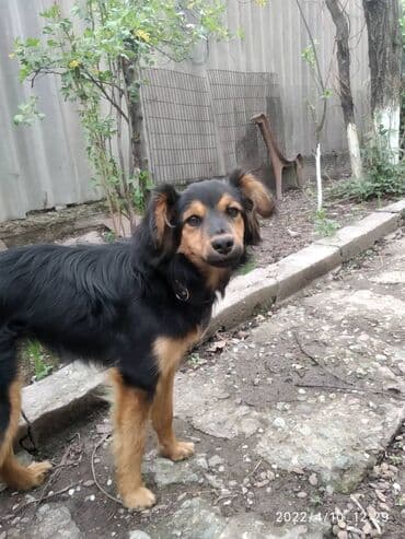 Вязка собак: Собака даром: Дворняжка, 4 года, Самка — 1