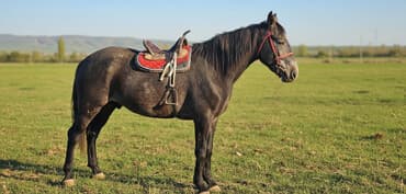 Продаю | Конь (самец) | Рабочий at lalafo.kg Продаю | Конь (самец) | Рабочий