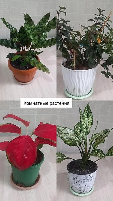 Бөлмө өсүмдүктөрү: Комнатные растения за все 4 1500 - Калатея (маранта леопардовая) — 1