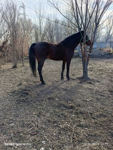 серебристая шиншилла: Продаю | Жеребец | Рабочий | Племенные — 4