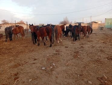 Грызуны: Продаю | Кобыла (самка) | Рабочий — 2