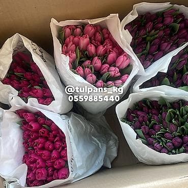 столы в рассрочку: СВЕЖИЕ тюльпаны к 8 Марта 🌷 Голландские луковицы 🇳🇱 | 40–50 см Опт и — 7