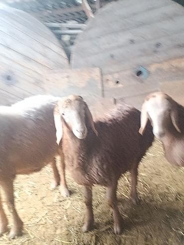 шамо дакан: Продаю | Ягненок, Баран (самец) | Арашан | На забой, Для разведения | Племенные, Осеменитель — 7