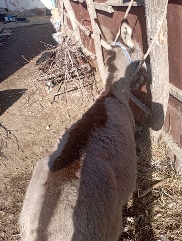 домик для кроликов: Осёл серый, компактного роста. На фото видно: - Крепкое телосложение — 2