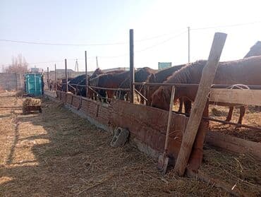 кролик декоративные: Продаю | Жеребенок | Для разведения | Племенные — 13