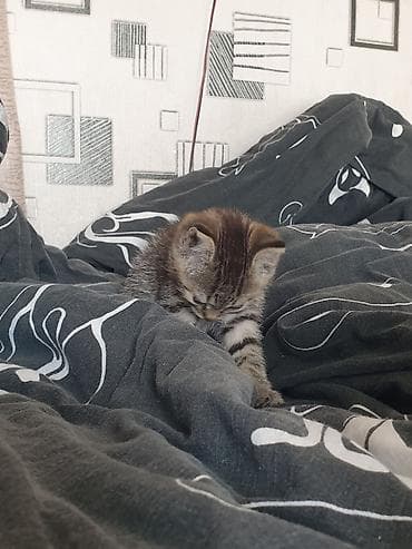 dojki 228: Котёнок, тигровый окрас .мальчик. 3 месяца — 3