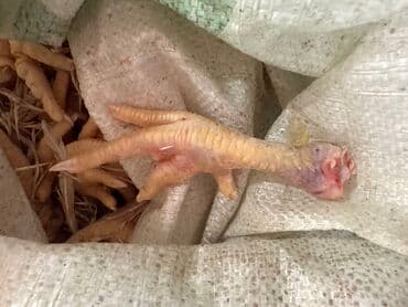 умный печка ош цена: Куриные лапки, куриные головы, куриная печень — 3