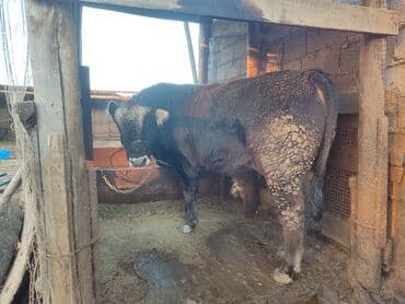 для животных: Продаю | Бык (самец) | На откорм | Привязанные — 2